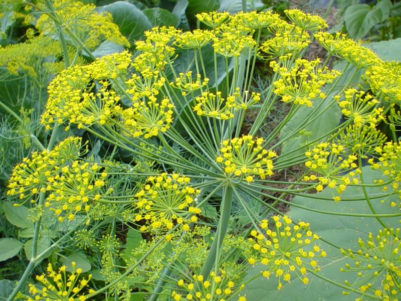 DILL ROOT (Anethum graveolens L.)
