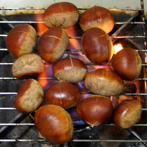 CHINESE CHESTNUT (Castanea molissima) (roasted)