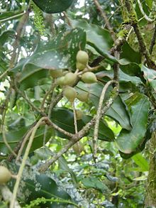 MACADAMIA NUT (Macadamia integrifolia)