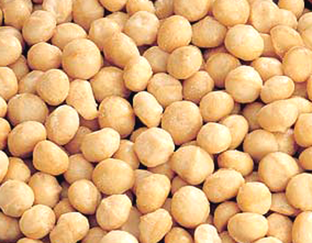 MACADAMIA NUT (Macadamia integrifolia) (roasted)