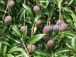 MANGIFERA SPECIES