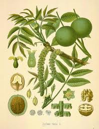 WALNUT (Juglans species)