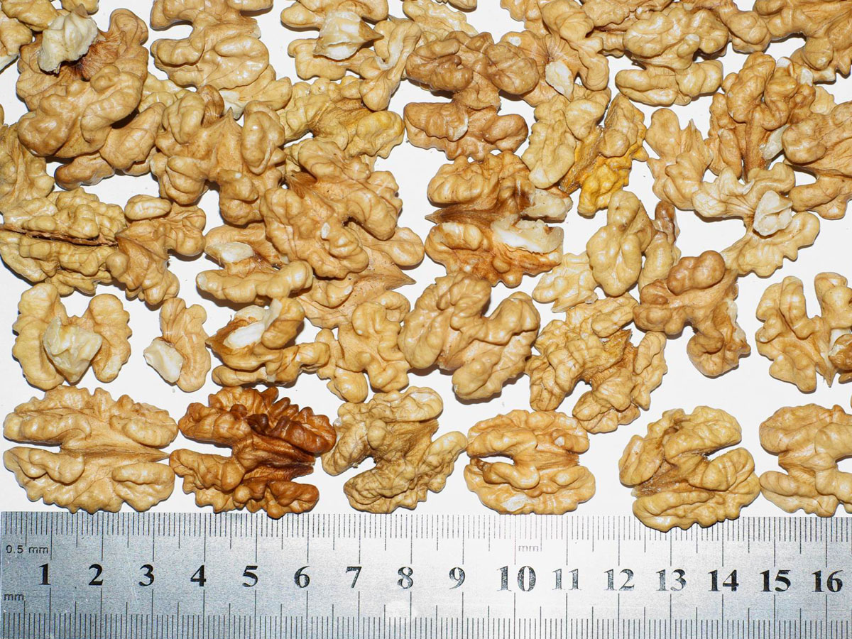 WALNUT KERNEL (Juglans regia L.)