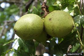 GREEN WALNUT HUSK (dried unripe)(Juglans regia L.)