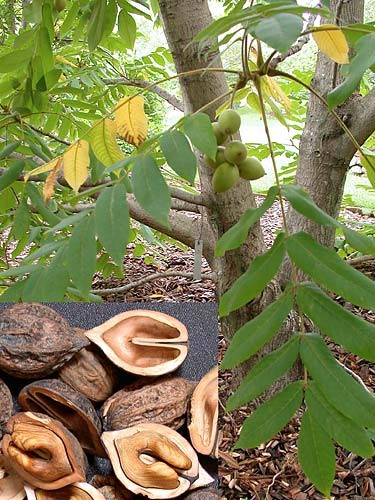 MANCHURIAN WALNUT (Juglans mandshurica Maxim.)