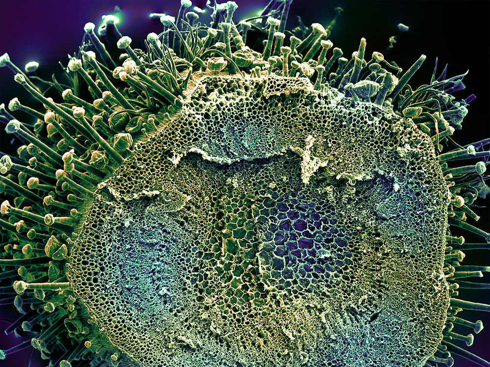 WALNUT STEM BARK (Juglans regia L.)