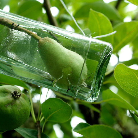 PEAR BRANDY