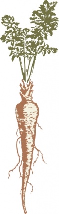PARSNIP ROOT (Pastinaca sativa L.)