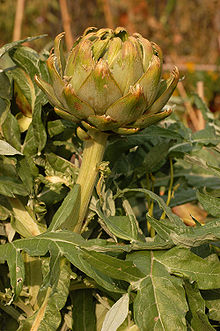 GLOBE ARTICHOKE (Cynara scolymus L.)