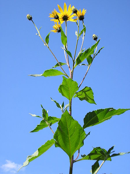 JERUSALEM ARTICHOKE (Helianthus tuberosus)