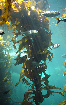 BROWN ALGAE
