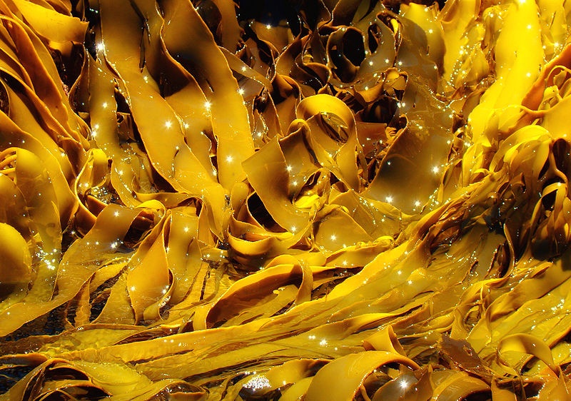 KELP (Laminaria angustata, brown algae)