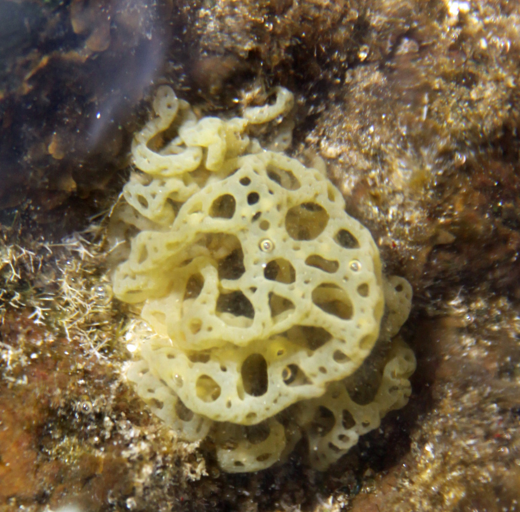 BROWN ALGAE (hydroclathrus clathratus)