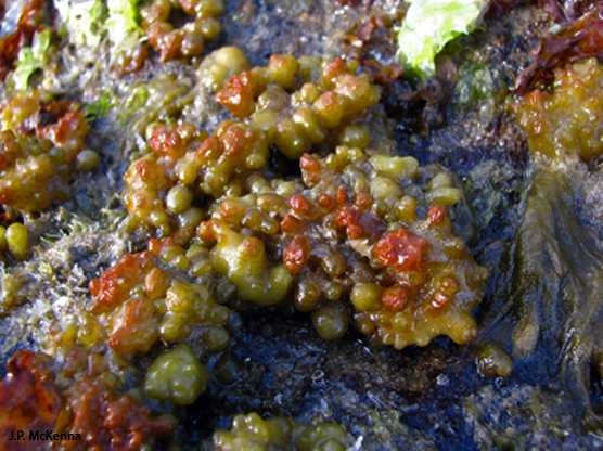 BROWN ALGAE (colpomenia sinuosa)
