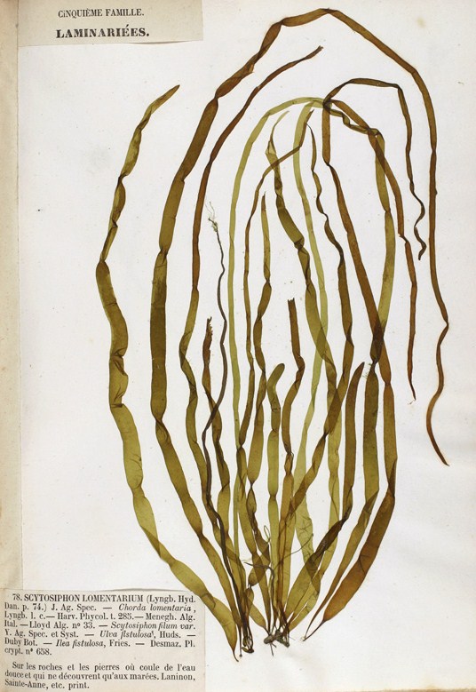 BROWN ALGAE (scytosiphon lomentaria)