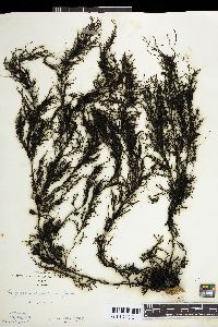 BROWN ALGAE (sargassum sagamianum)