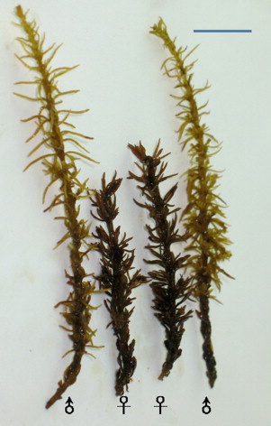 BROWN ALGAE (sargassum thunbergii)