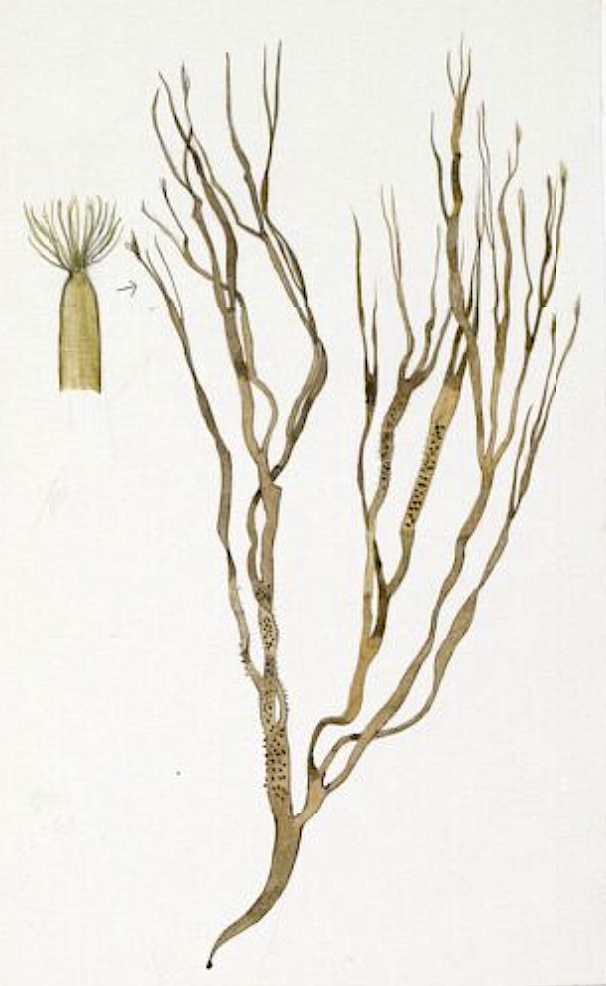 BROWN ALGAE (cutleria multifida)