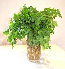CORIANDER LEAF (=CILANTRO) (Coriandrum sativum L.)