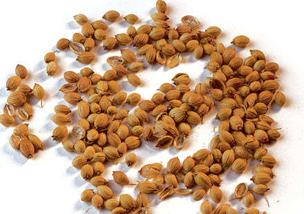 CORIANDER SEED (Coriandrum sativum L.)