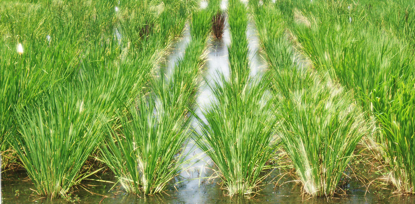 RICE (Oryza sativa L.)
