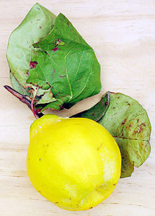 QUINCE, MARMELO (Cydonia oblonga Mill.)