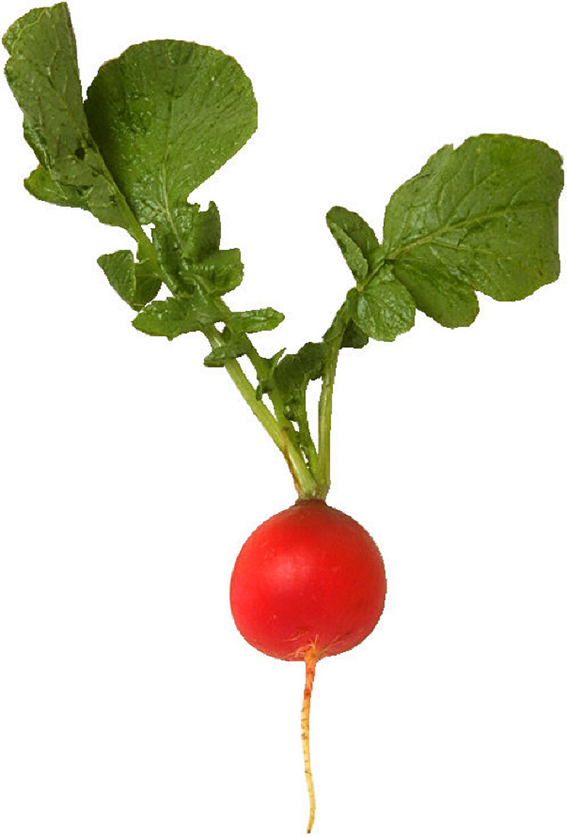 RADISH (raw)