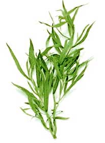 TARRAGON (Artemisia dracunculus L.)