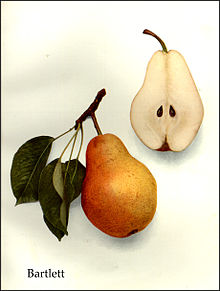 BARTLETT PEAR (Williams pear, Bon Chretien)