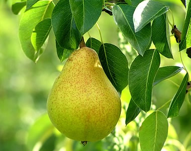 PEAR, OTHER TYPES