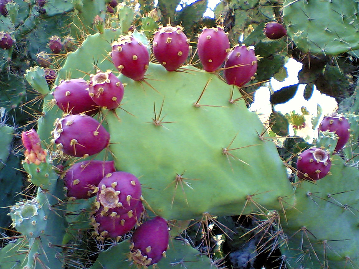 PRICKLY PEAR (Opuntia ficus indica)