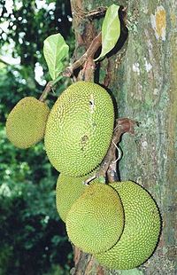 JACKFRUIT (Artocarpus heterophyllus Lam.)