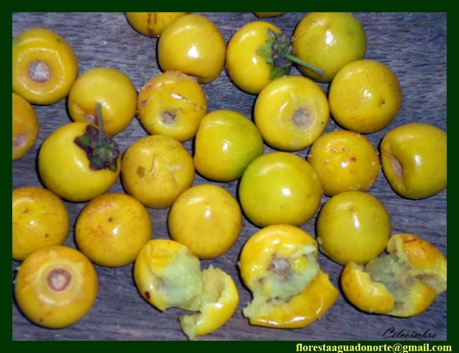 MURUCI (Byrsonima crassifolia)