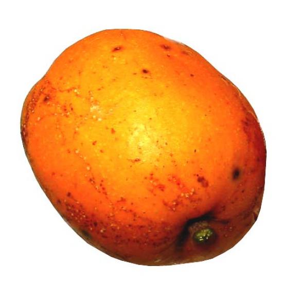 TAPEREBA, CAJA FRUIT (Spondias lutea L.)