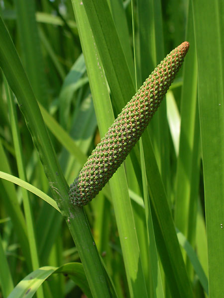 CALAMUS (sweet flag) (Acorus calamus L.)
