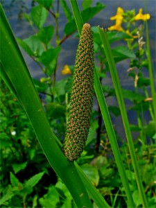 CALAMUS (NORTH AMERICAN ORIGIN)