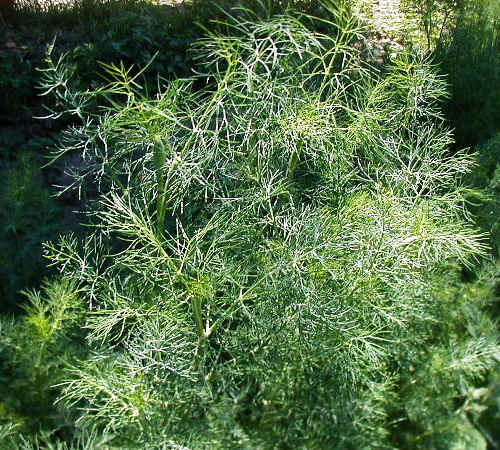 DILL HERB (Anethum graveolens L.)