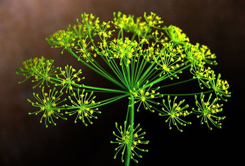 DILL BLOSSOM (Anethum graveolens L.)