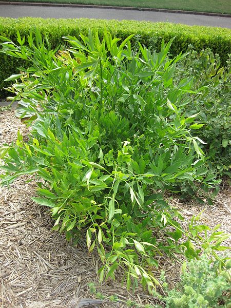 LOVAGE (Levisticum officinale Koch)