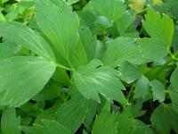 LOVAGE LEAF