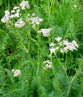 CARAWAY (Carum carvi L.)