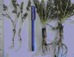 CARAWAY ROOT