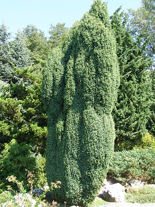 JUNIPERUS COMMUNIS