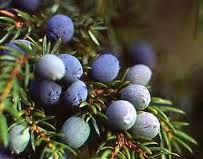 JUNIPER BERRY (alcoholic extract)