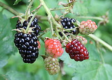 BLACKBERRY (fresh)