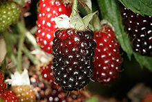 BOYSENBERRY (hybrid)
