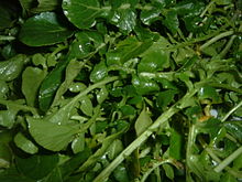 WATERCRESS (Nasturtium officinale R.Br.)