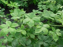BLACKBERRY (leaves)