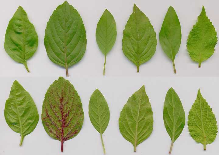 OCIMUM SPECIES