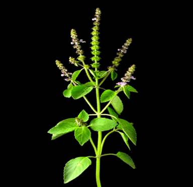 OCIMUM SANCTUM L.